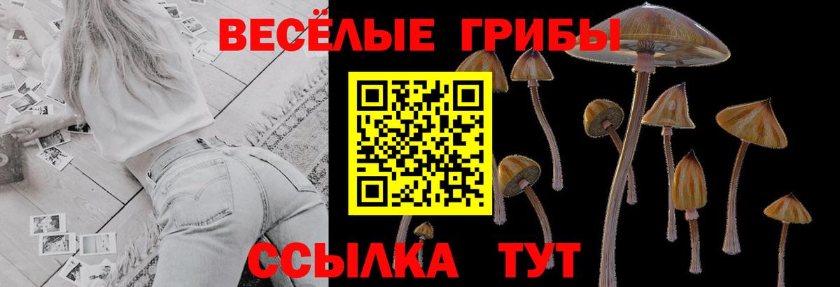 Галлюциногенные грибы Psilocybe  цены   Вход с VPN  Павловский Посад  Галлюциногенные грибы Magic Shrooms 